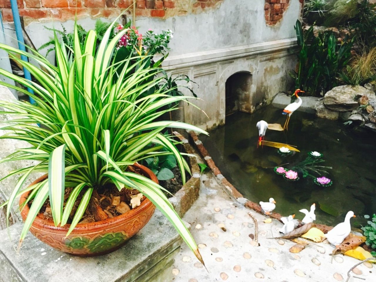 Potted Plant Near A Pond