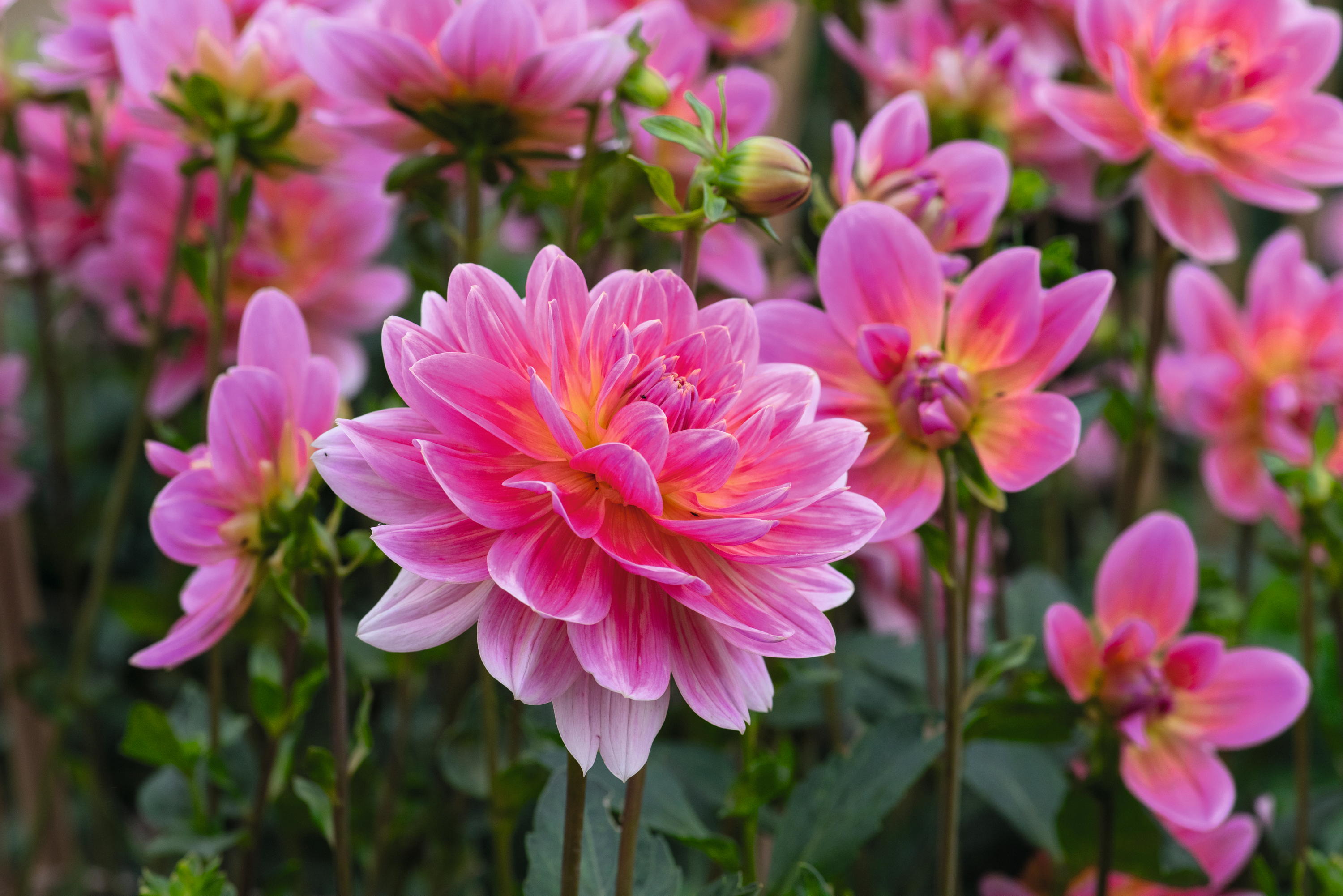 dahlia twiggy