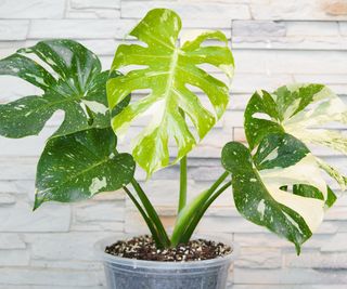 A potted variegated monstera plant