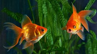 Goldfish memories can actually last for weeks, months and even years.