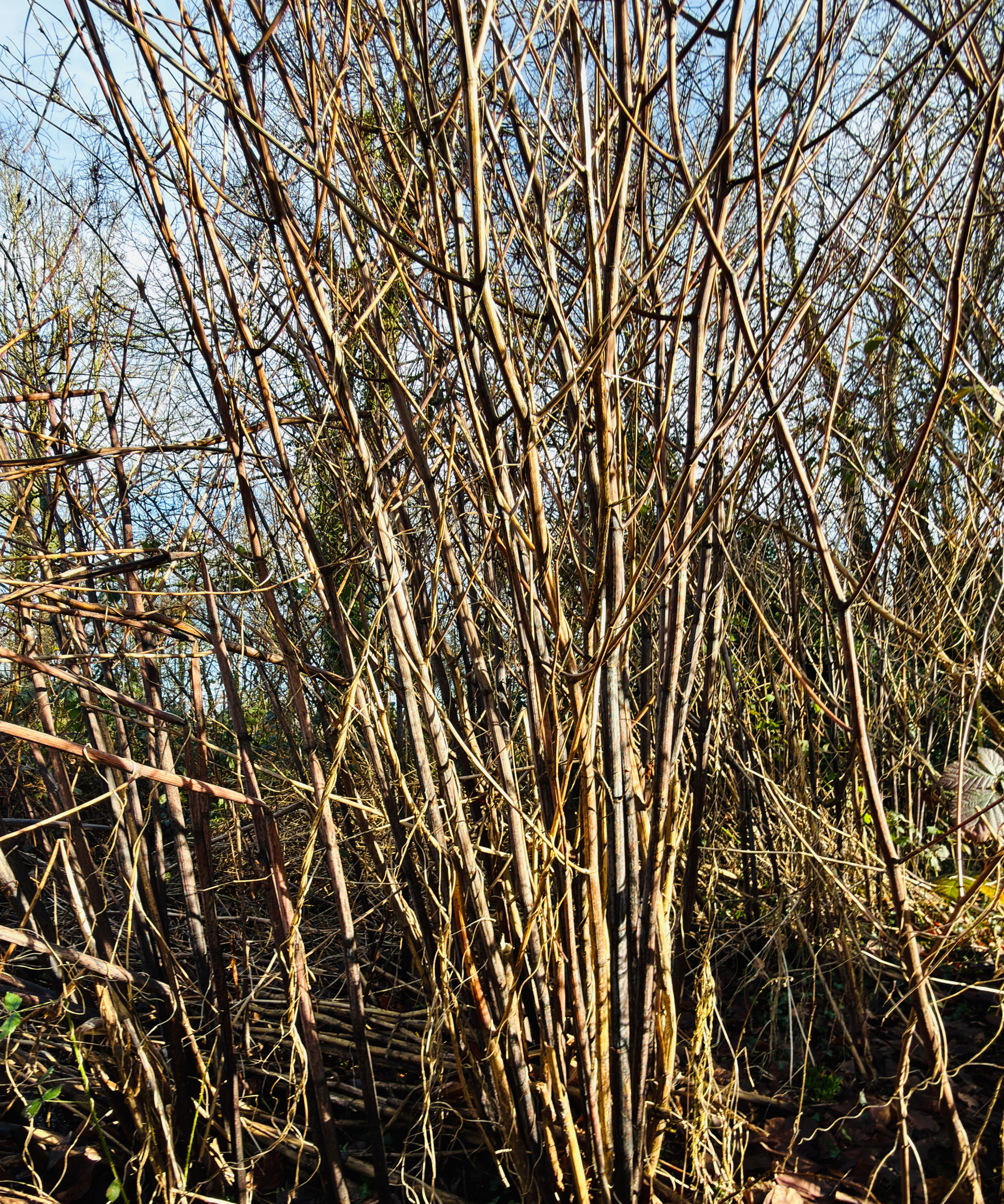 japanese knotweed in winter