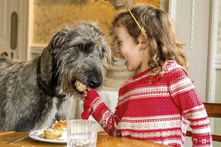 irish wolfhound