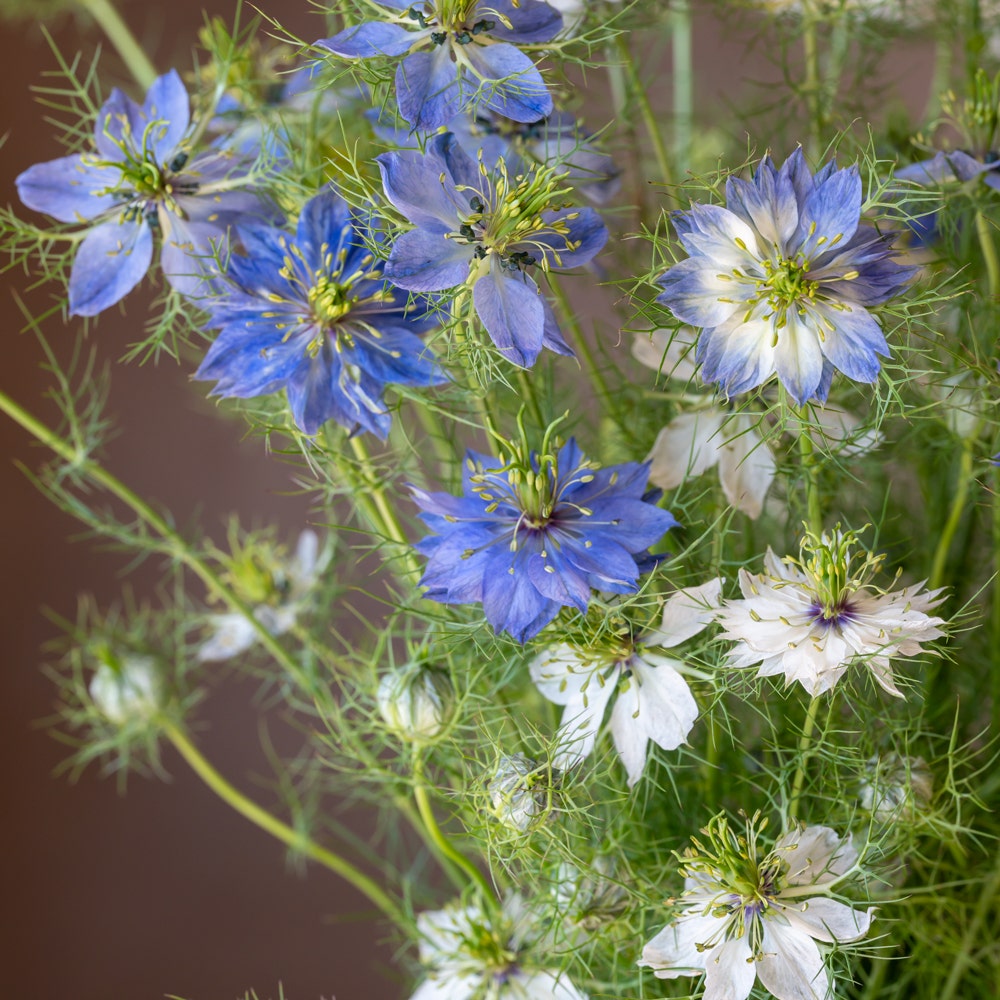 Miss Jekyll Mixed Colors Nigella Seeds