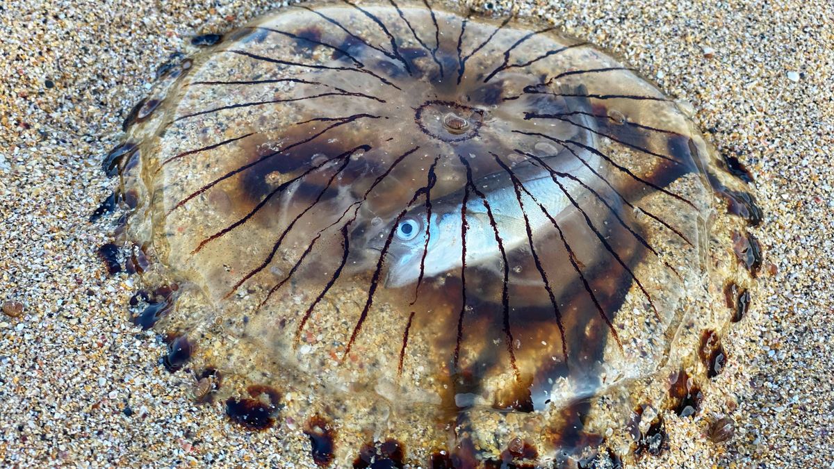 Translucent jellyfish, with fish trapped inside it, washes up on UK