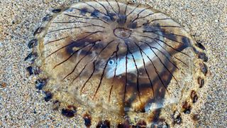 The fish trapped inside the beached compass jellyfish on a beach near Padstow in Cornwall, U.K., on Aug. 4.