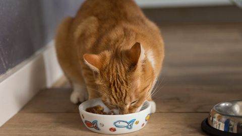 5 ways to improve your cat’s diet | PetsRadar