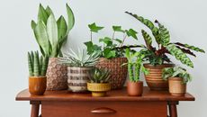 A variety of houseplants of different sizes and in different planters on a wooden desk