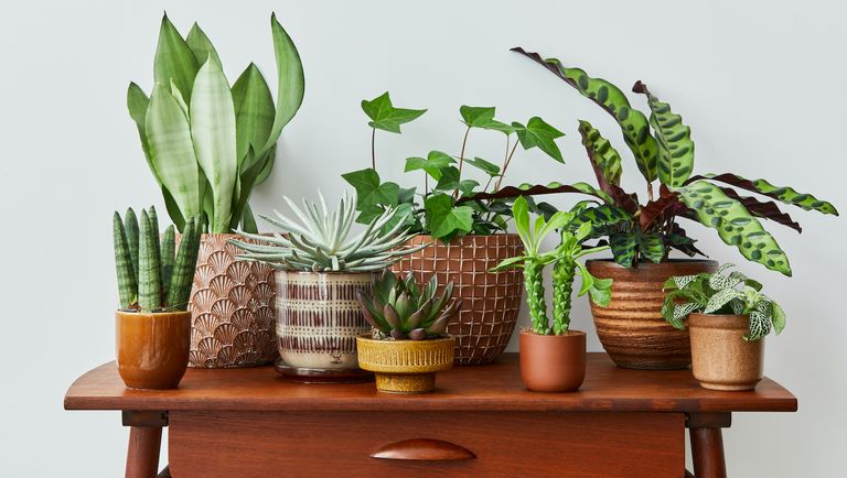 How to get rid of gnats in houseplants — 9 expert tips | Real Homes