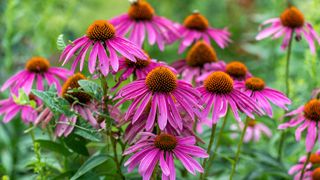 Purple coneflowers growing in native plant garden