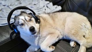 Epos H3Pro Hybrid gaming headset on a tired looking dog