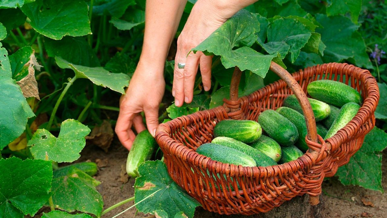 Two hands picking cucumbers from a plant next to a woven basket of cucumbers