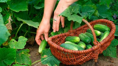 Two hands picking cucumbers from a plant next to a woven basket of cucumbers