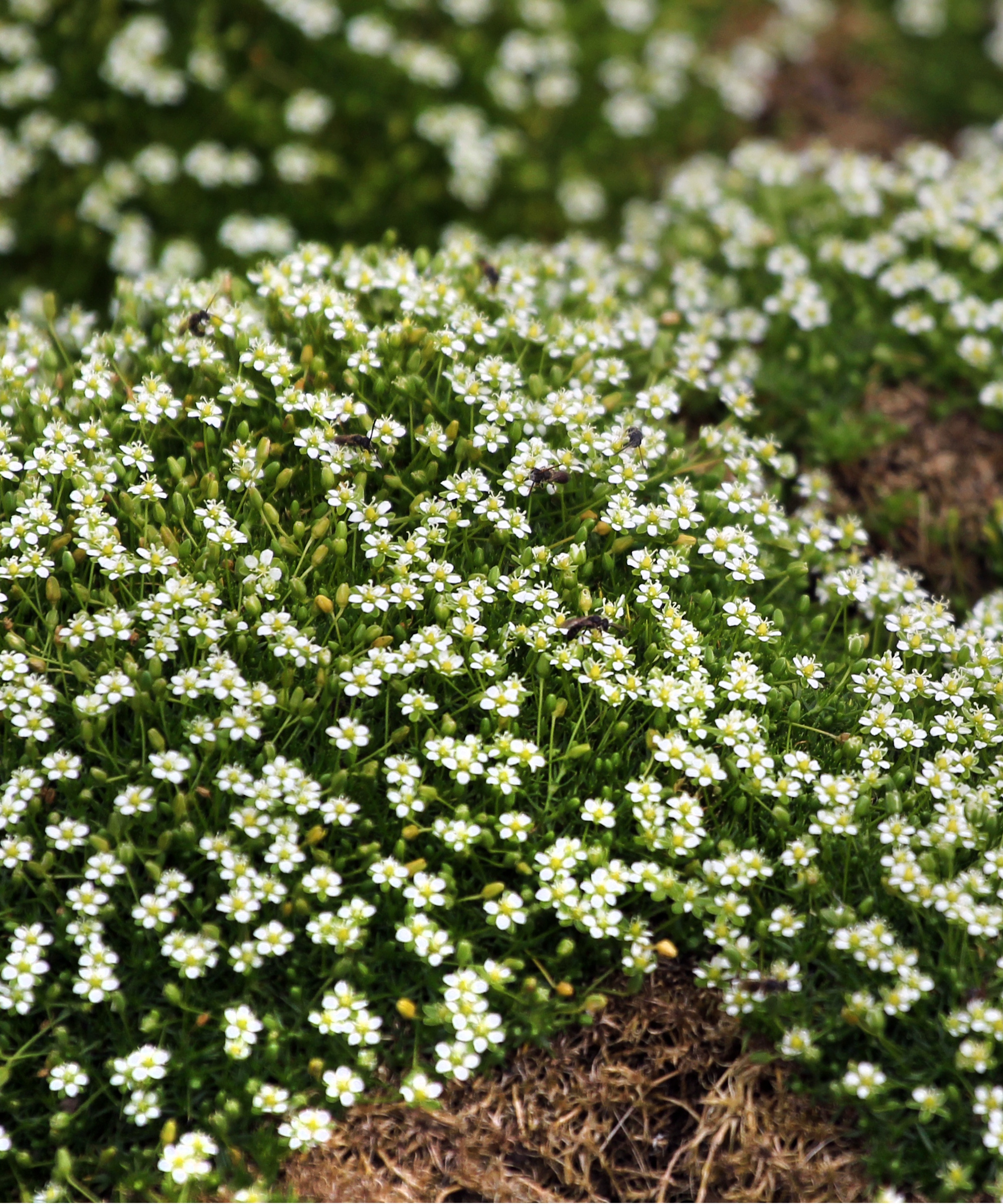 Irish moss flowers