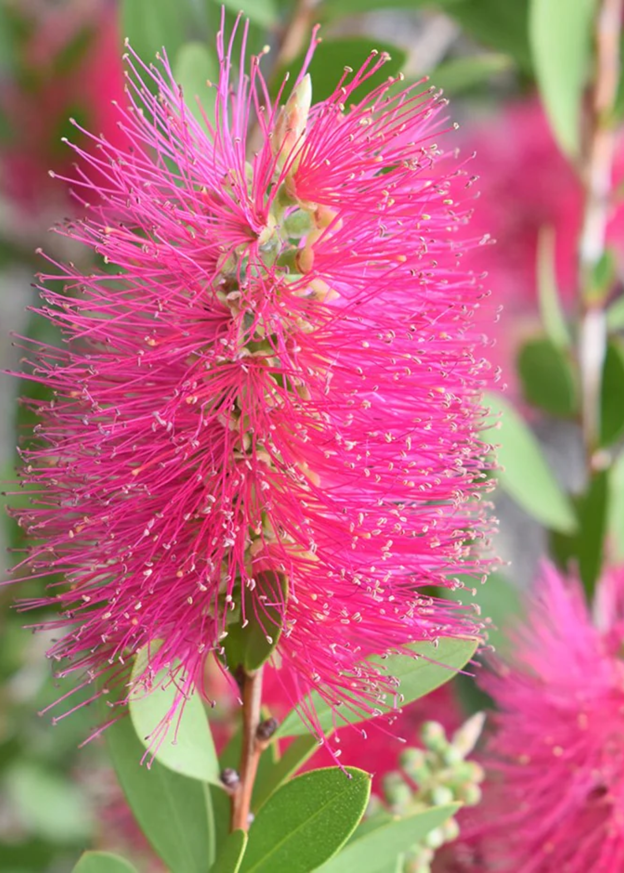 A hot pink bottlebrush flower