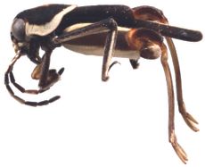 <i>Ripipteryx mopana</i>