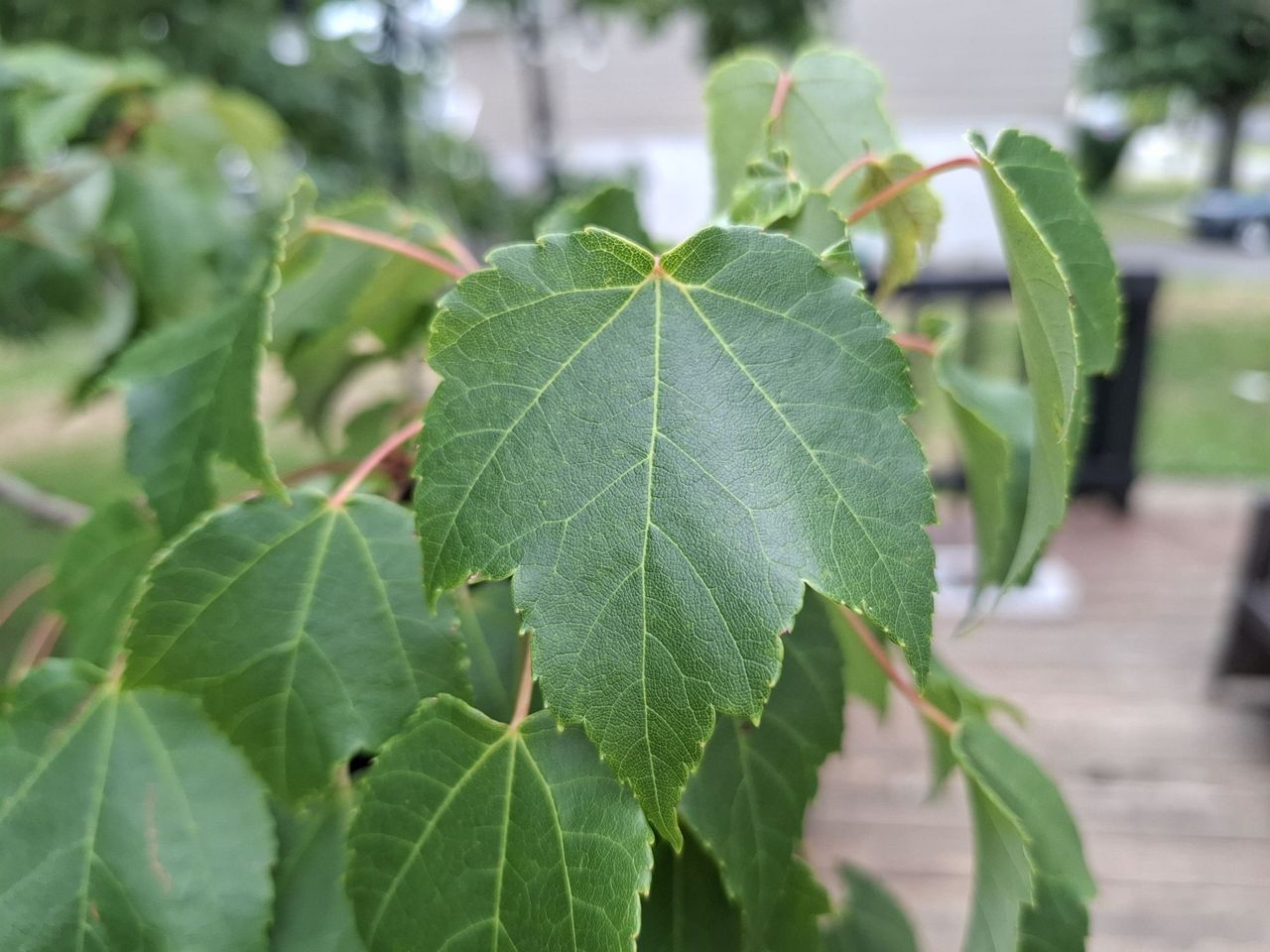 Samsung Galaxy A37 camera sample.