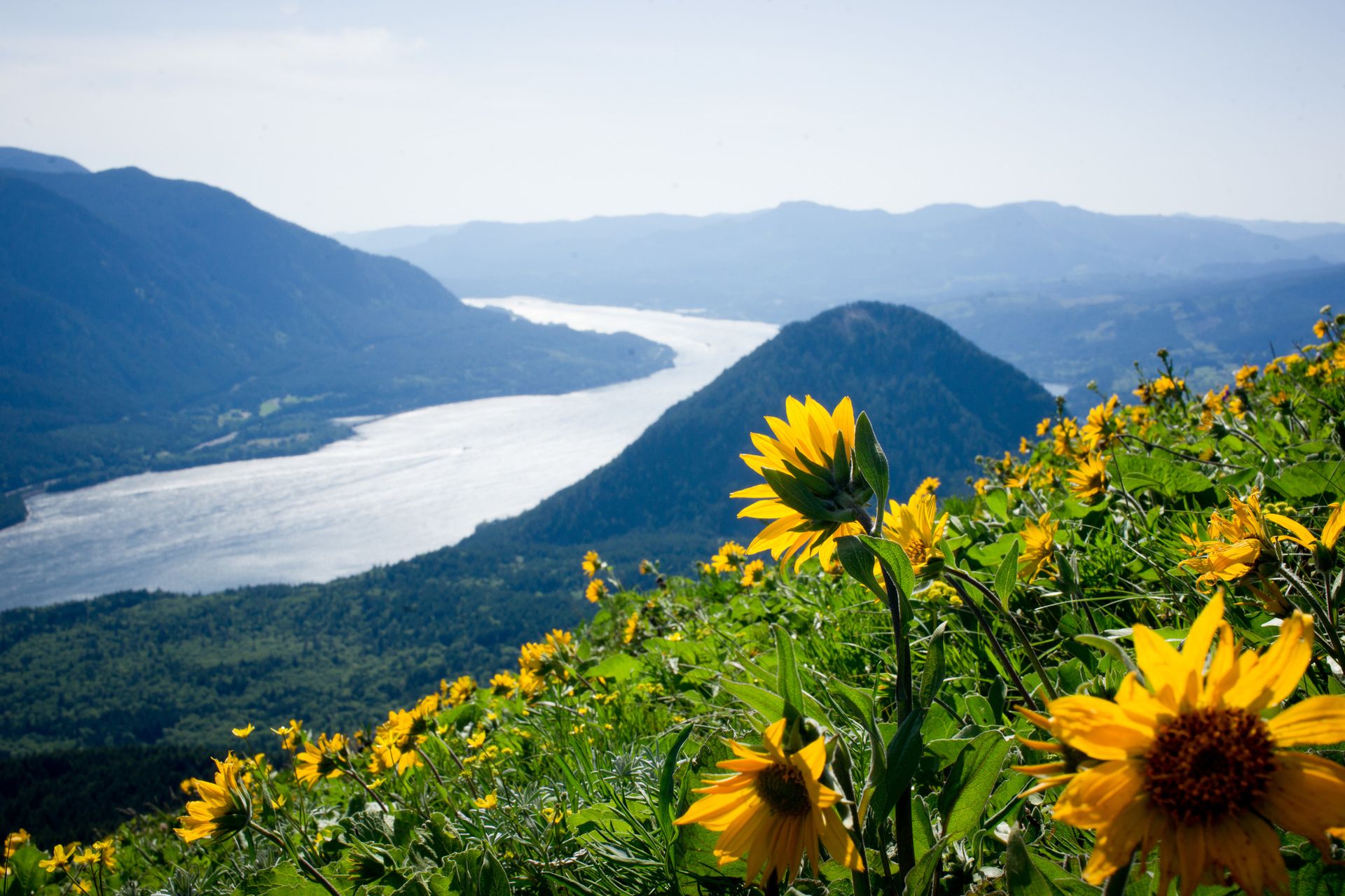 Yellow sunflowers on the hillside overlooking the Columbia River in Washington