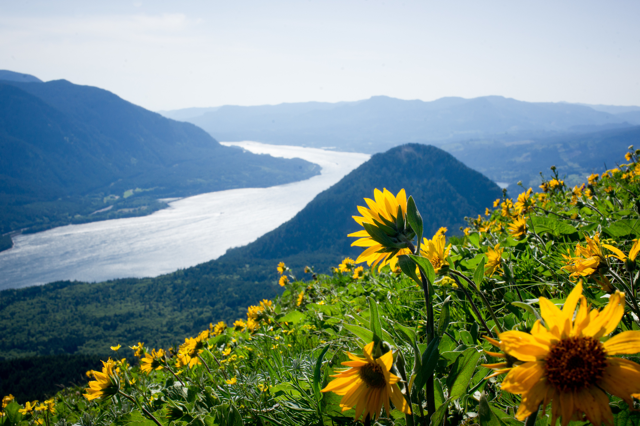 Yellow sunflowers on the hillside overlooking the Columbia River in Washington