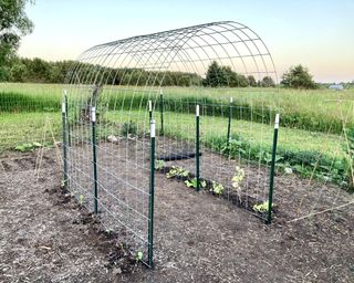 Plants at the base of a cattle panel trellis