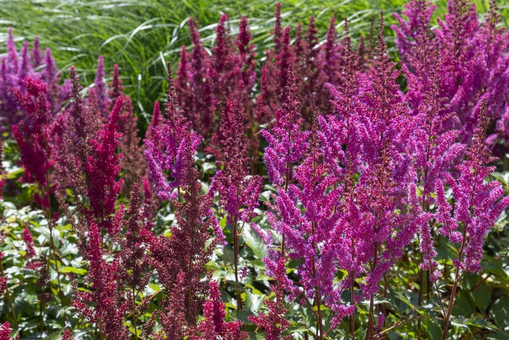 View of 7 Partial Shade Plants to Add to Your Yard | Livingetc