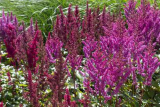 A patch of pink and maroon astilbe flowers