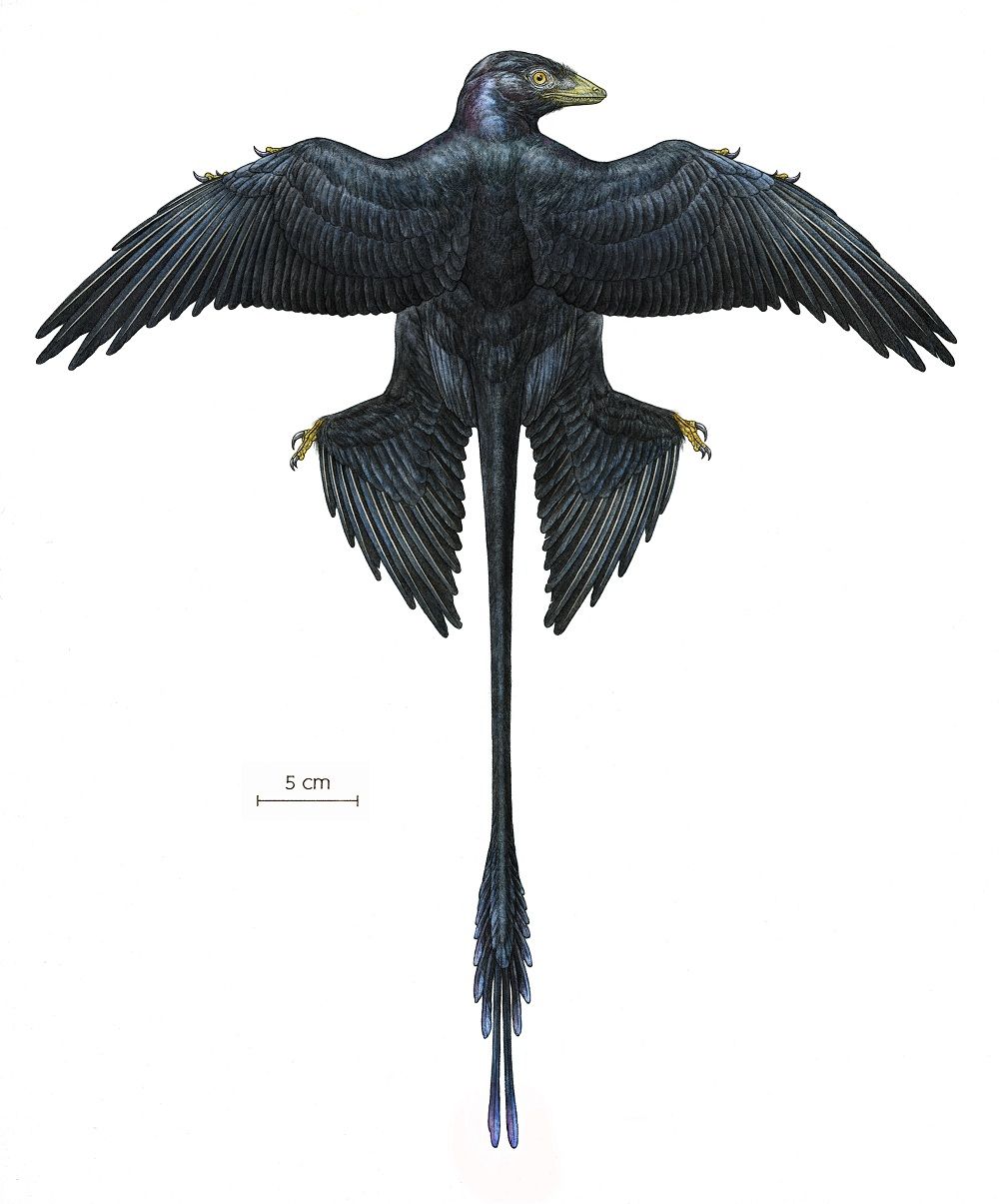 Reconstruction of the dinosaur &lt;i&gt;Microraptor&lt;/i&gt;, an iridescent black color, with four wings and an elongated tail with decorative feathers. 