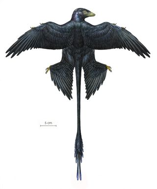 Reconstruction of the dinosaur <i>Microraptor</i>, an iridescent black color, with four wings and an elongated tail with decorative feathers.