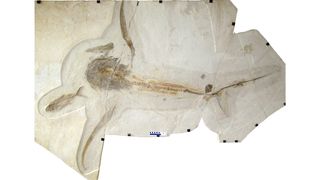 The eagle shark's well-preserved fossil. Other fossils recovered with the shark include an ammonite (Pseudaspidoceras pseudonodosoides) and bony fishes, such as the needle fish (Rhynchodercetis regio).