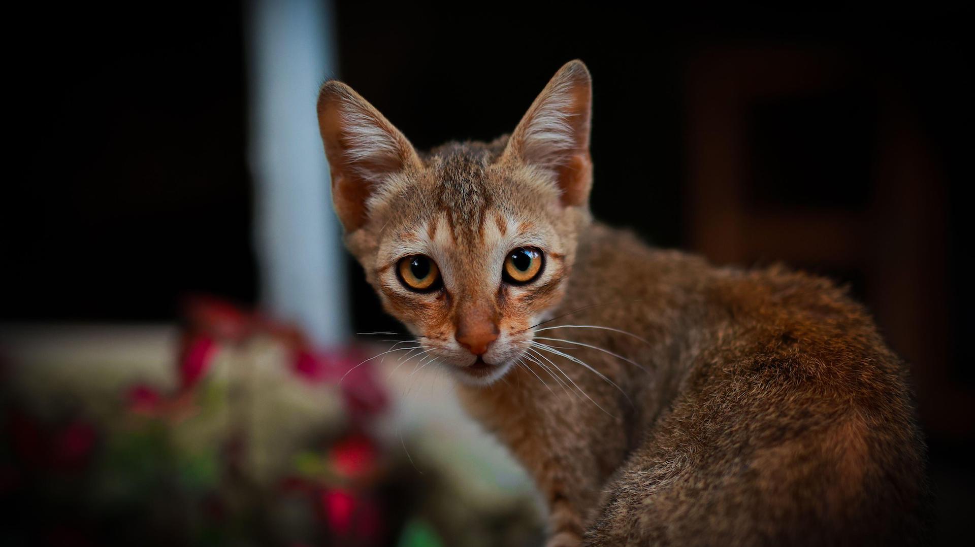 Chausie cat