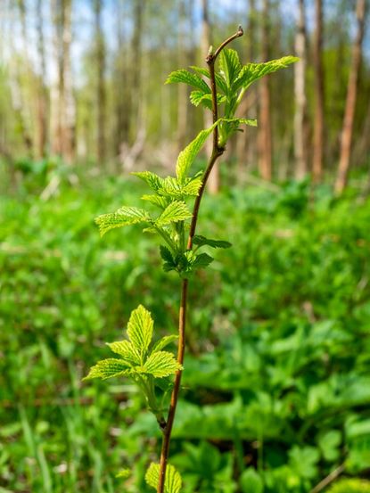 Wild Berry Plant In The Forest