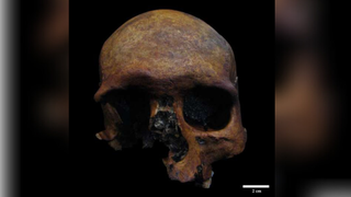 The skull from the cave is pictured before it was restored and an annotation has been added to mark 2 centimeters for scale
