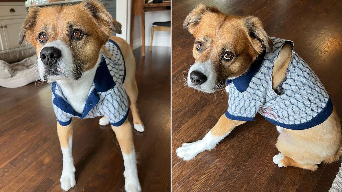 Dodger in his shirt