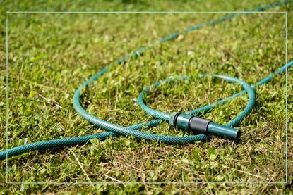 A green hosepipe lying on grass