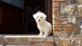 Bolognese little dog sitting in doorway