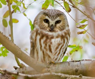 saw whet owl in tree