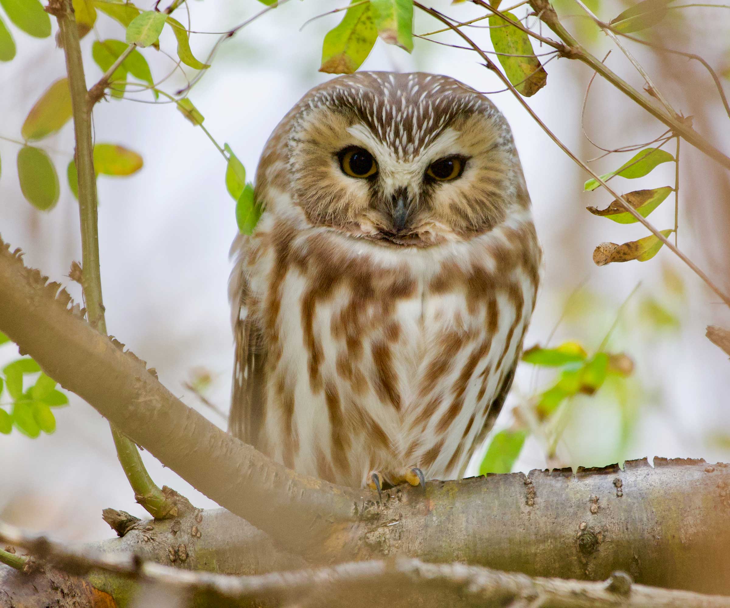 Owl Nest Boxes An Expert Guide Homes Gardens   BD5Kq8aTjN6wxxoTAg2fKL 