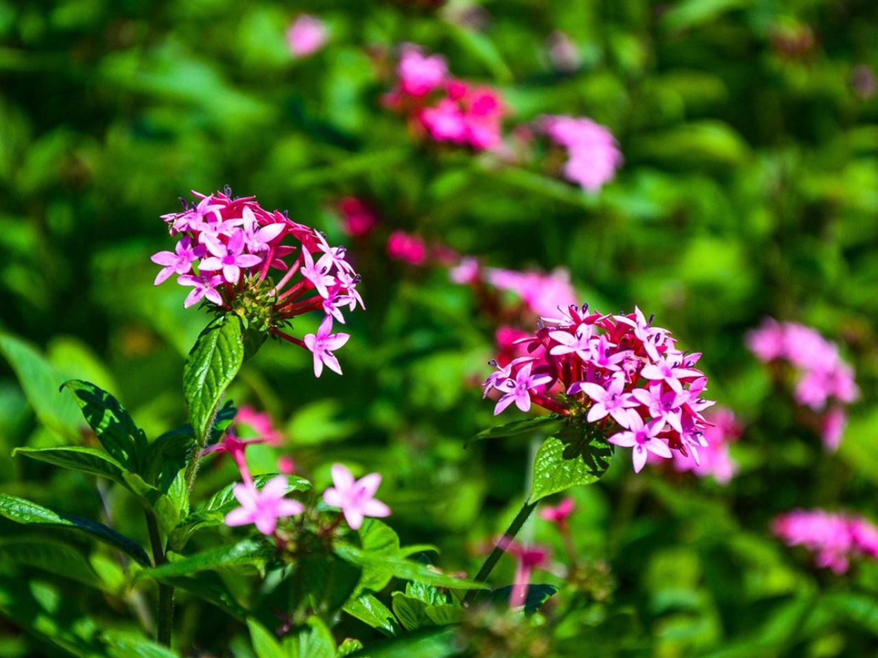 Pink Annual Flowers