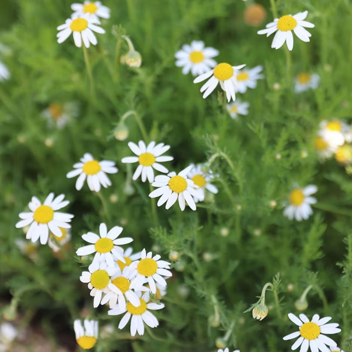 雑草を止めるのに最適な5つの在来植物