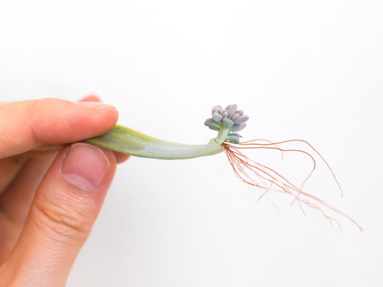 A Succulent Cutting