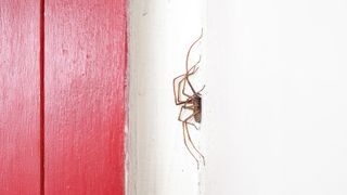 Spider on wall