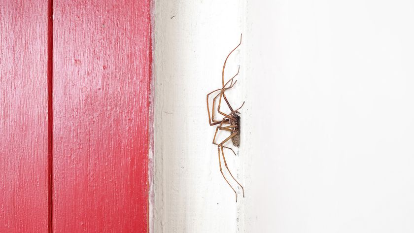 Spider on wall