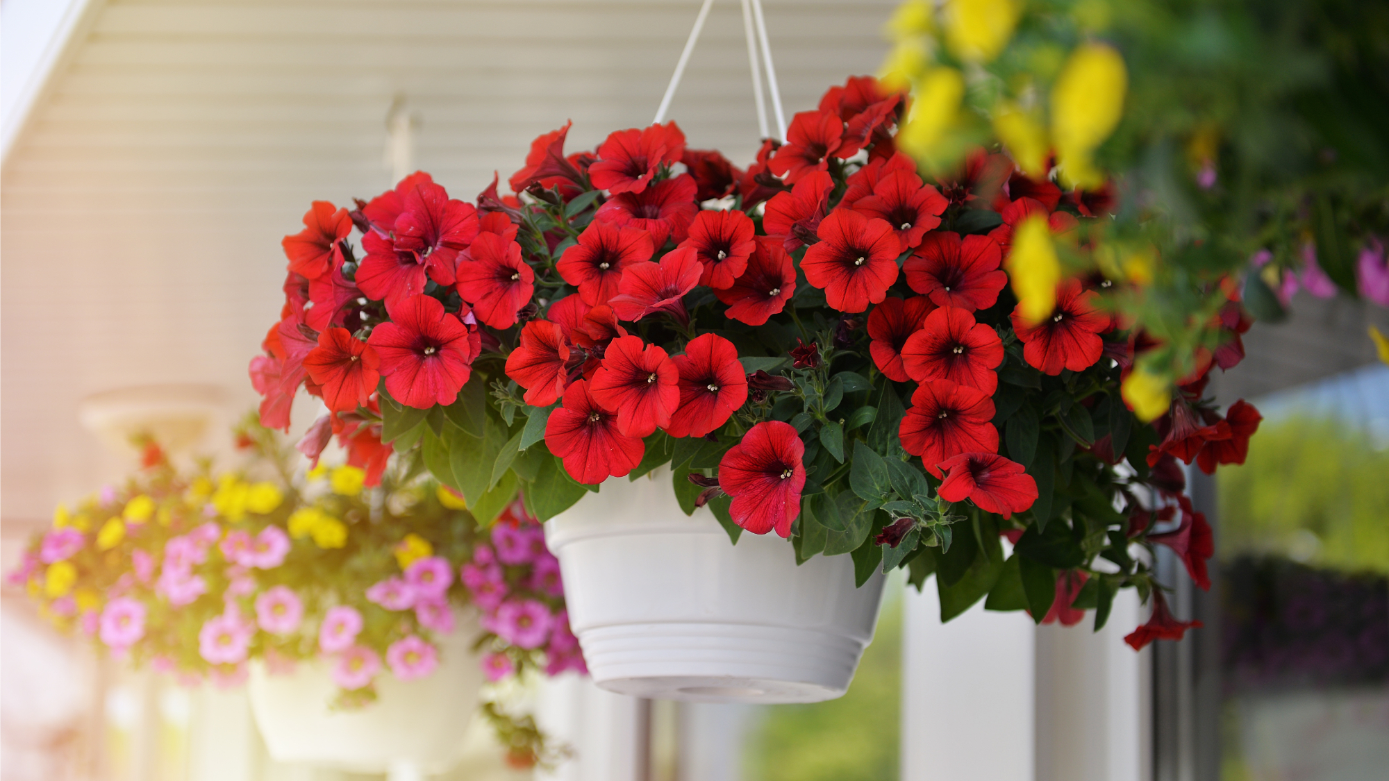 hanging baskets of petunias 