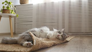 Fluffy cat lying on rug