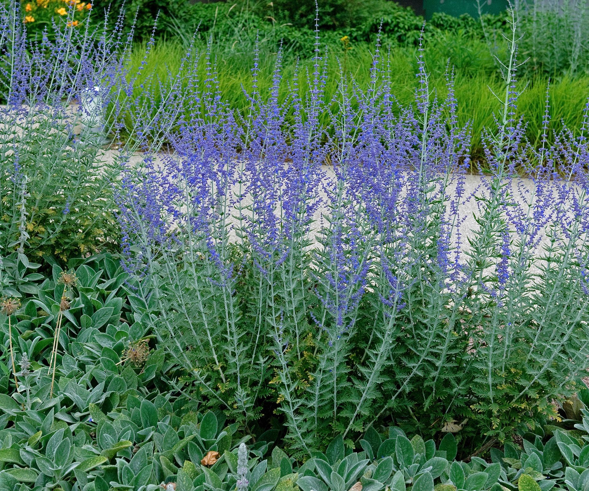 How to grow Russian sage - expert tips for thriving plants | Homes ...