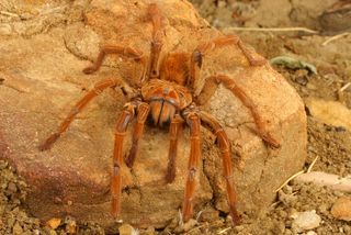 A Goliath birdeater spider (Theraphosa blondi).