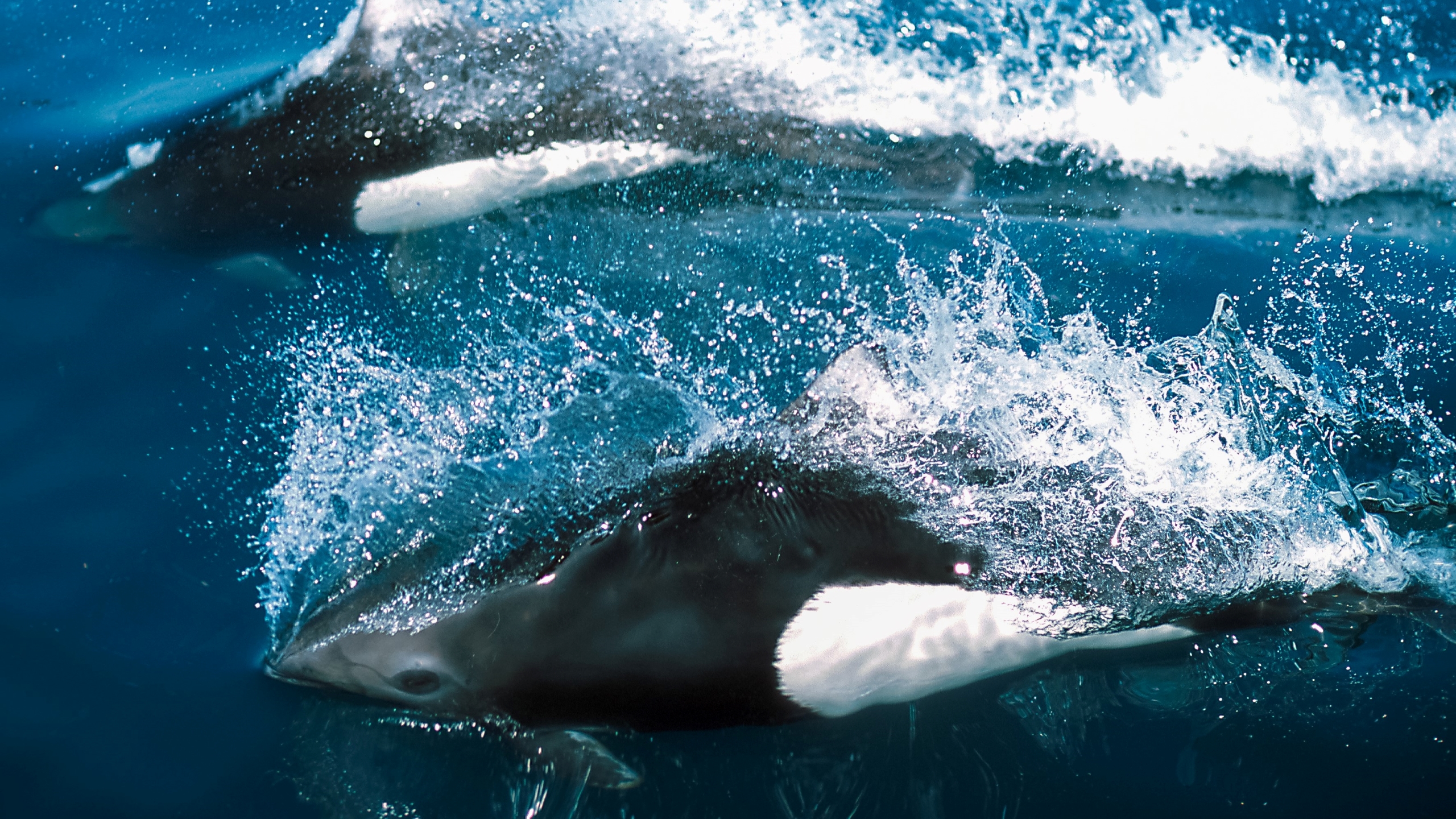 A photo of Dall's porpoises swimming at the surface off Alaska.
