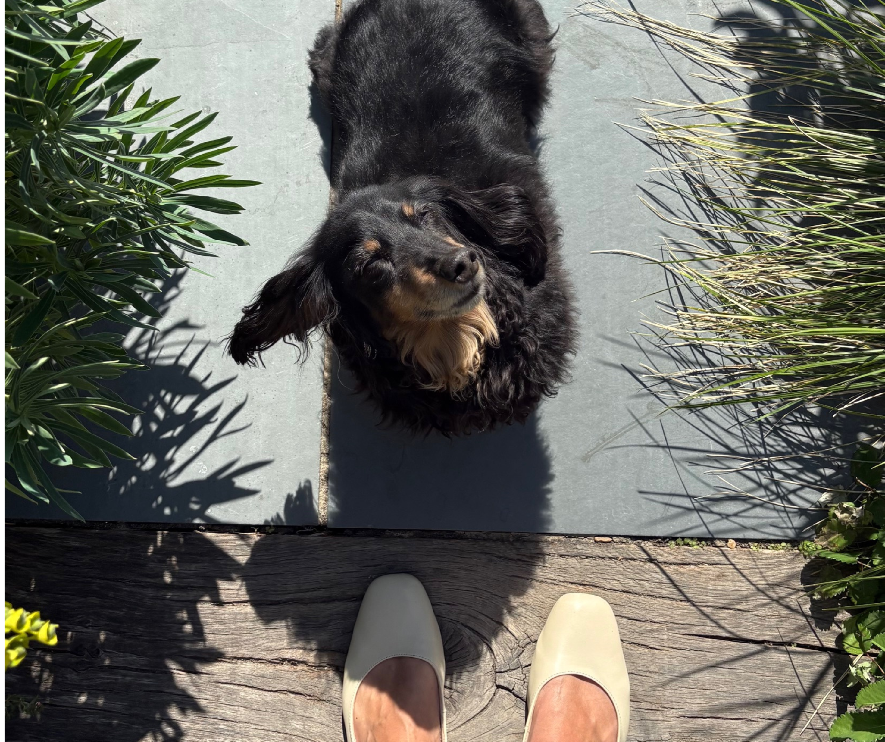 A long-haired black and tan dachshund looks up at its owner&amp;rsquo;s feet on a stone garden path bordered by leafy green plants.