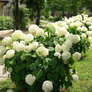 white hydrangeas from garden goods direct