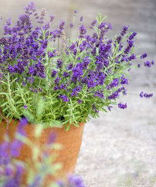 lavender growing in a terracotta pot on a patio