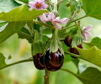 How to hand-pollinate plants: an expert guide | Homes & Gardens